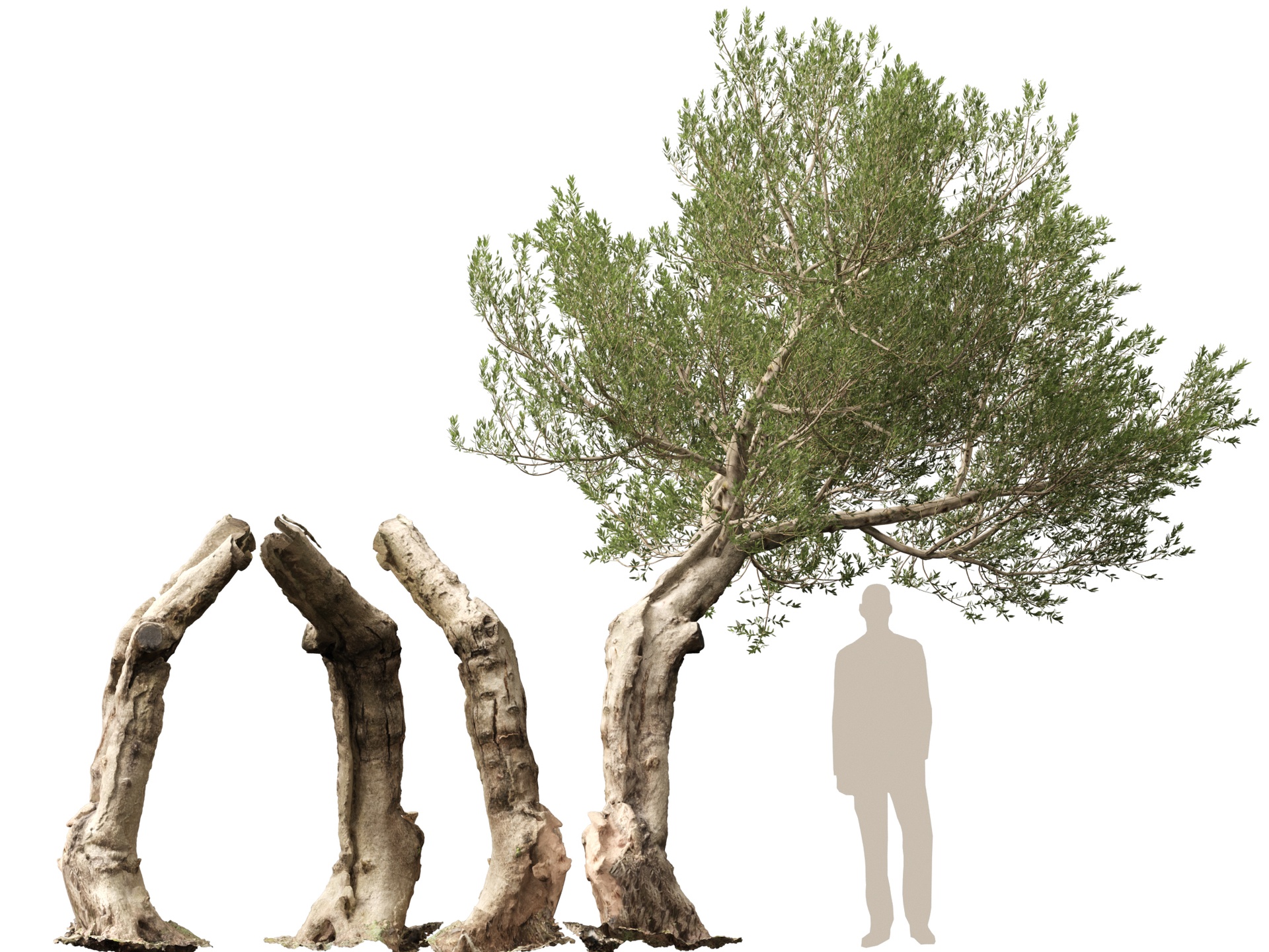 Media 1 for listing (Highpolylow Poly) Scanned Olea Europaea - Common Olive 17