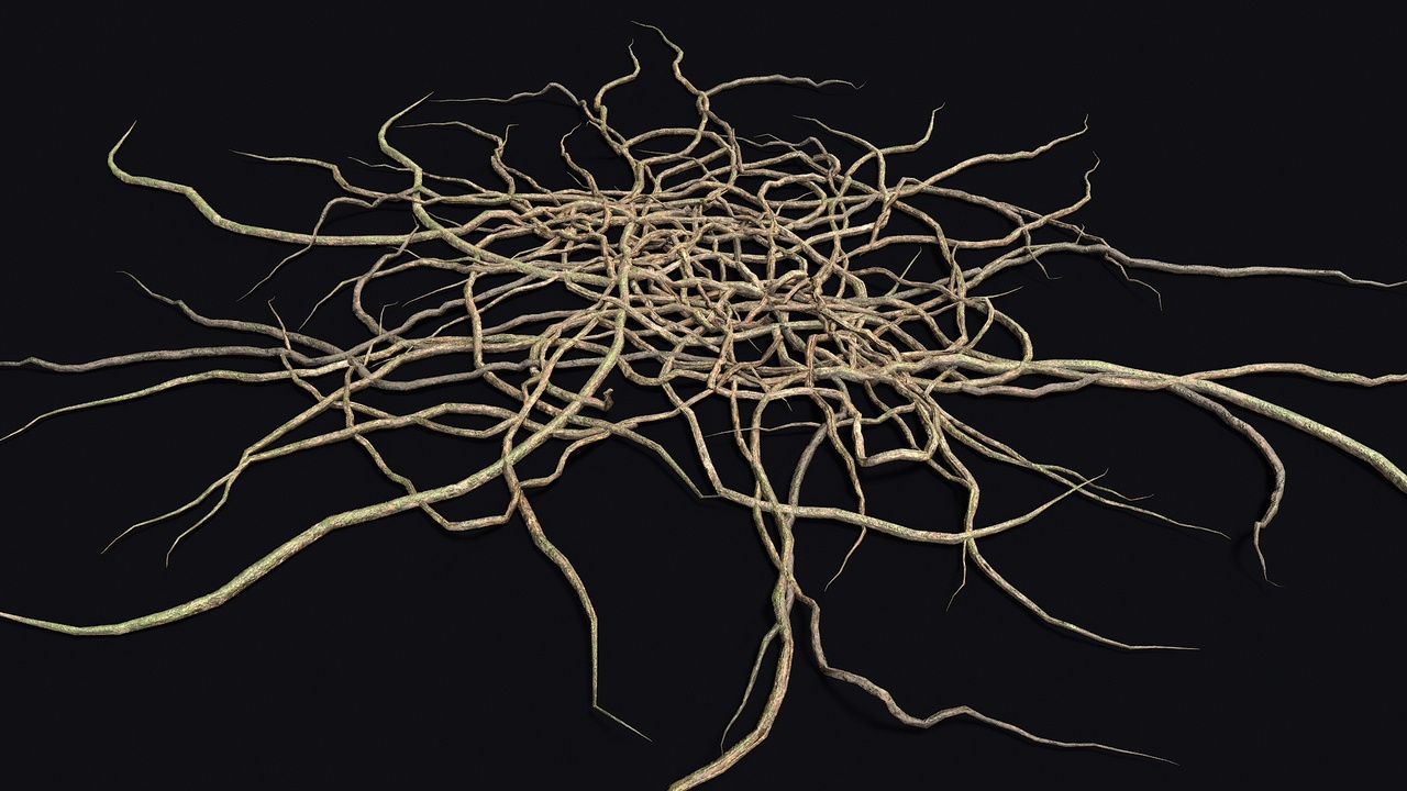 Media 1 for listing Wood Roots 1