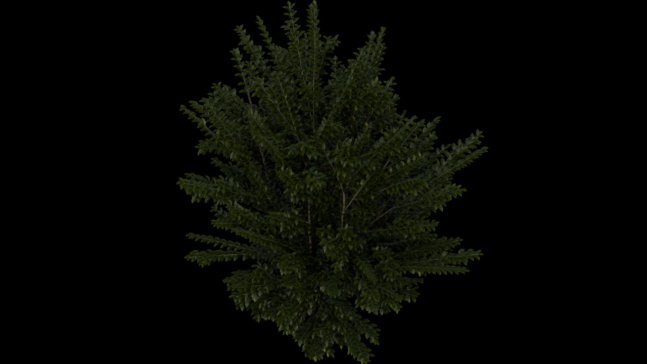 Media 1 for listing Dense Green Foliage Tree 3