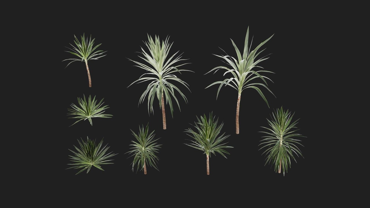 Media 1 for listing Spineless Yucca