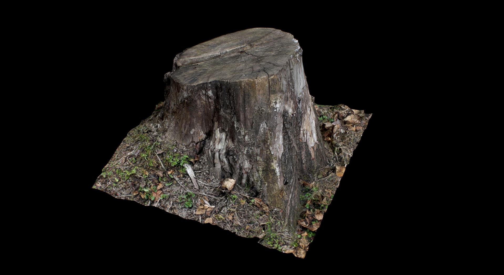 Scan Tree stump-Freepoly.org | Fab