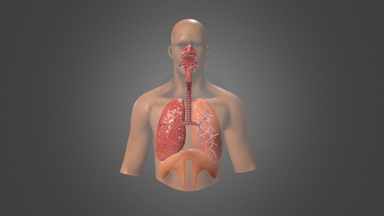 Media 1 for listing Human Respiratory system review