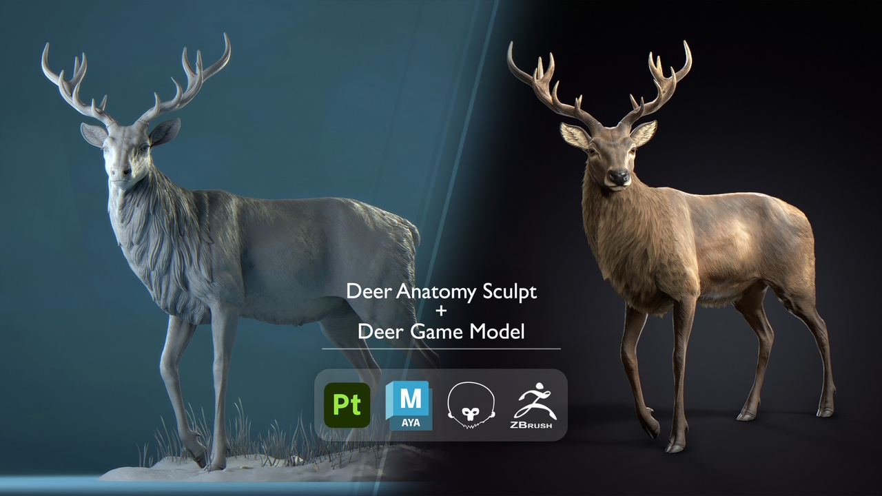 Media 1 for listing Deer Game Model / Anatomy Sculpt Bundle