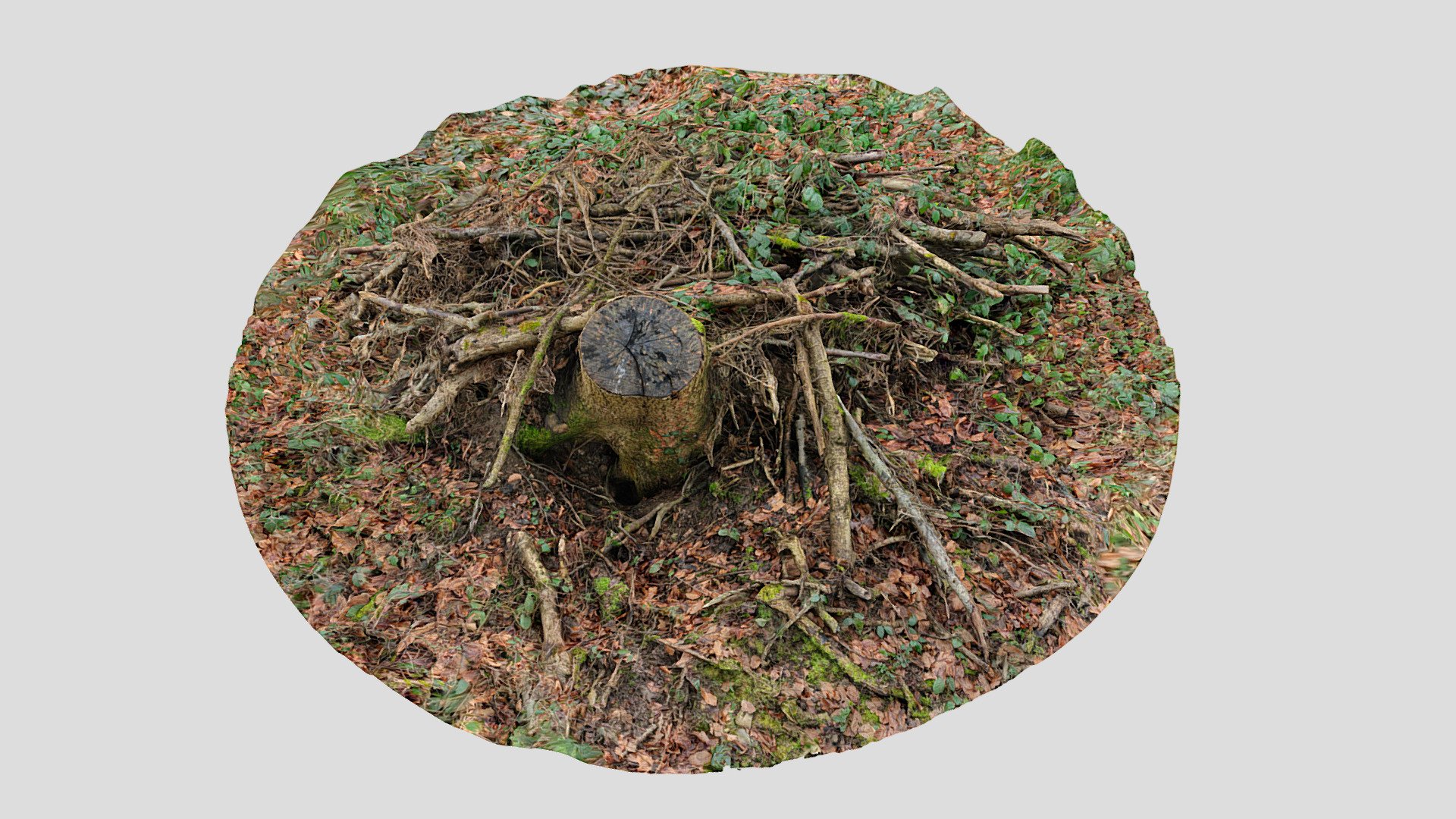 Tree stump scan 8k 041 | Fab