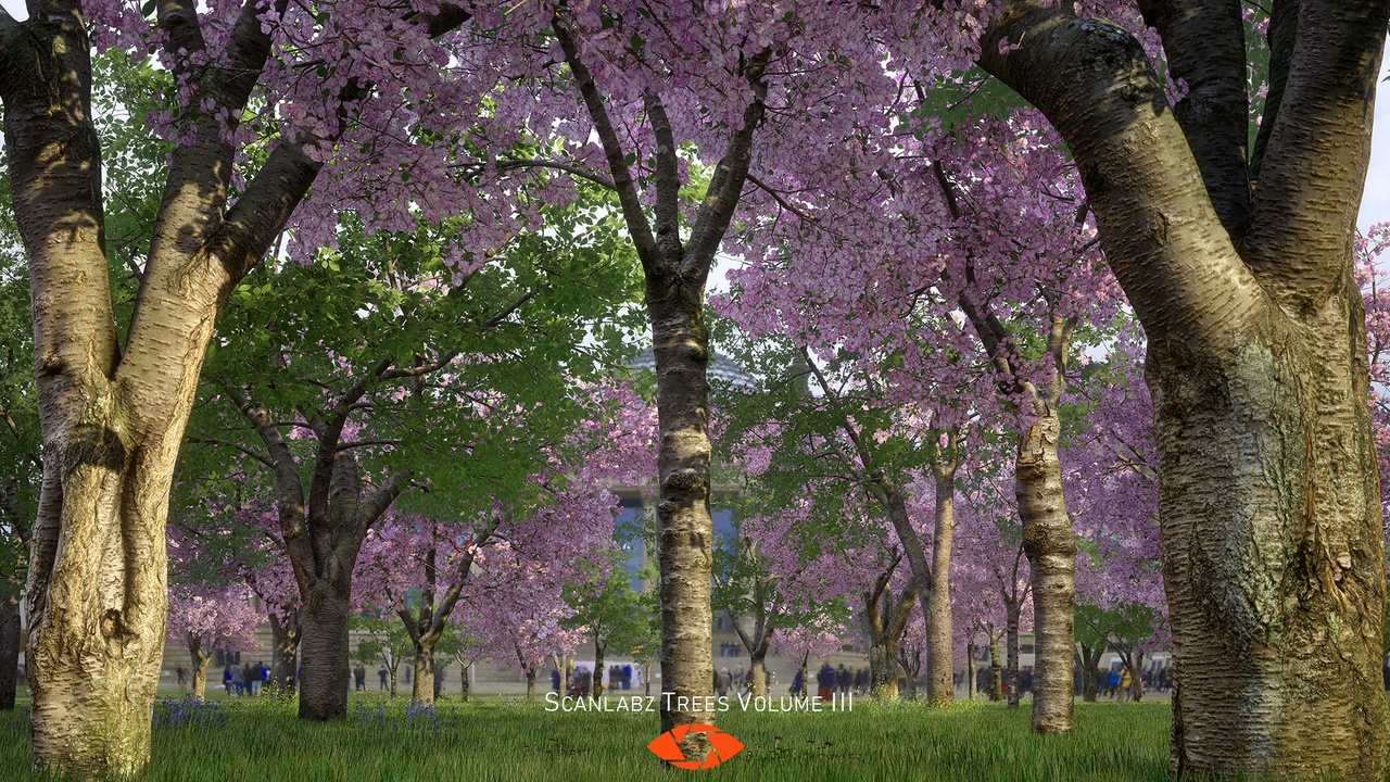 Media 1 for listing Scanlabz Trees _ Cherry Tree
