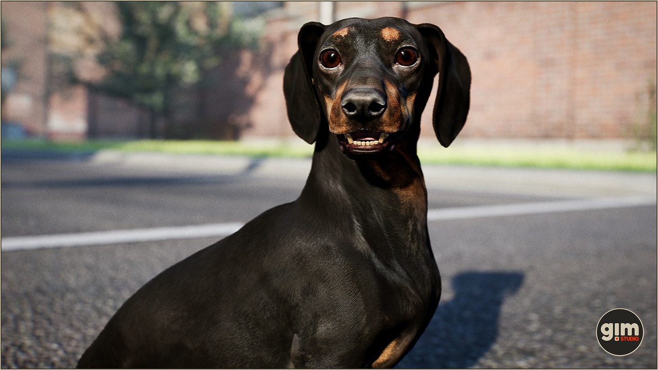 Media 1 for listing Animalia - Dachshund