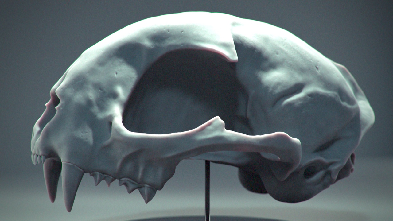 Media 1 for listing Cat Skull - 3D Printable