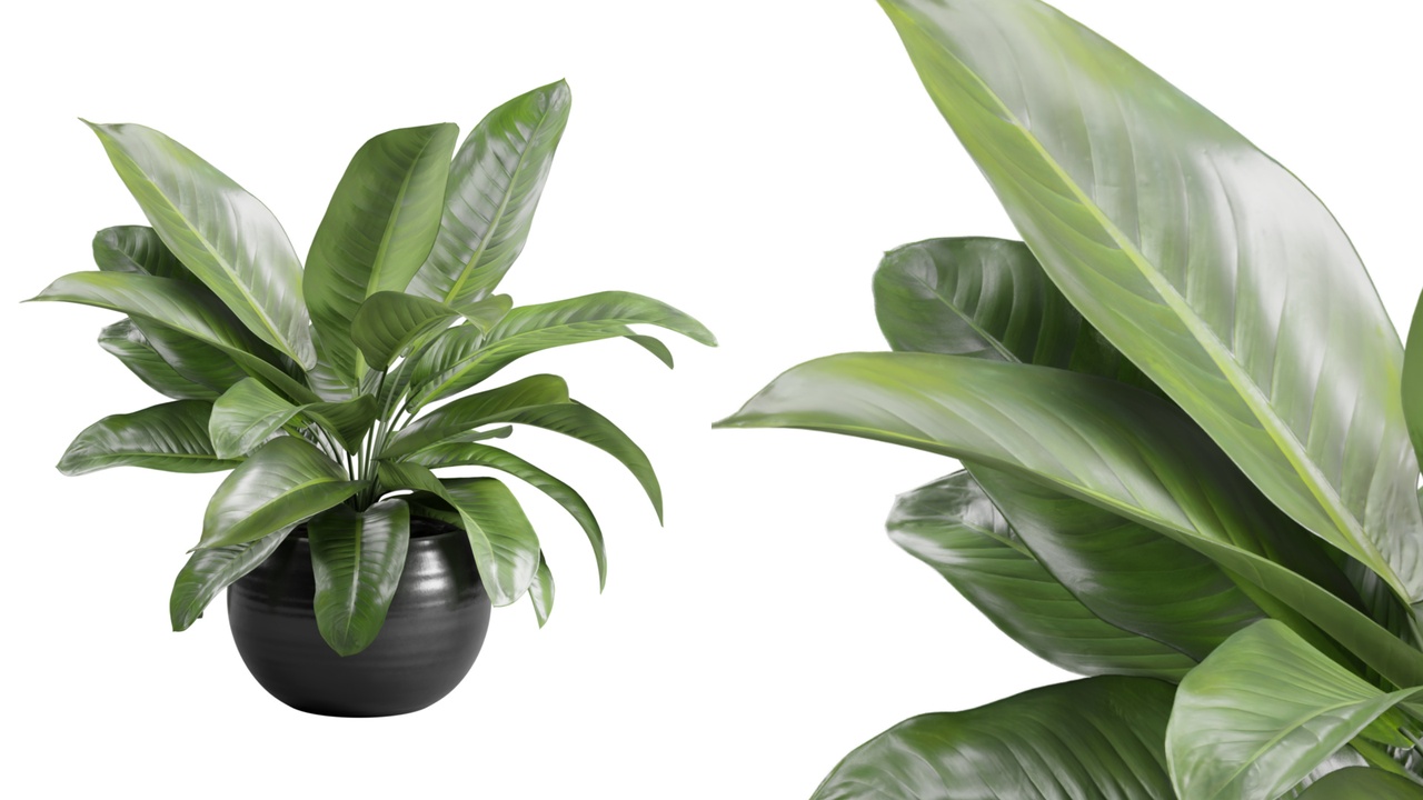 Media 1 for listing Amoena Reyna in Ceramic Planter