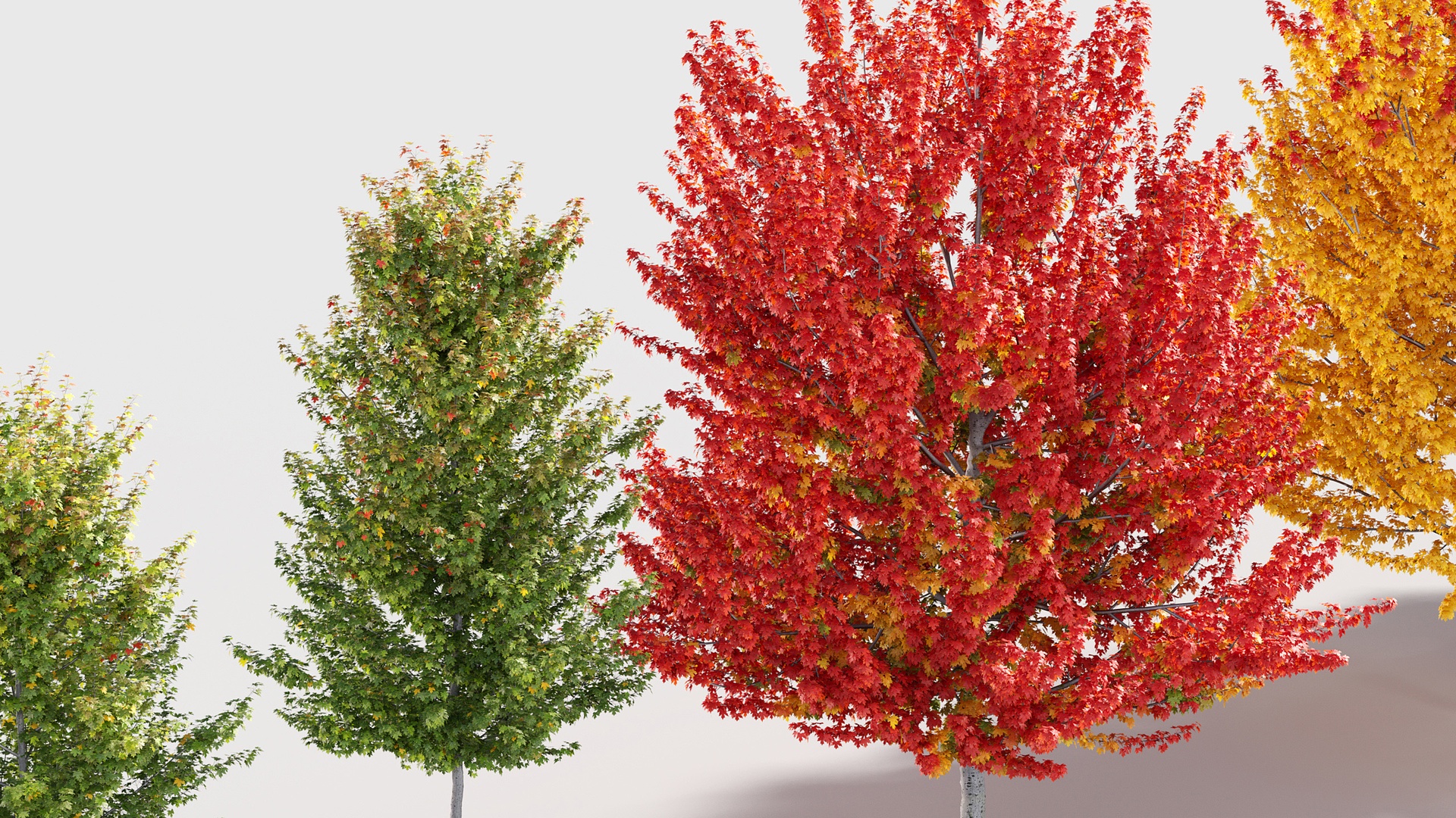 File multimediali per l'articolo Autumn Tree Collection: 1