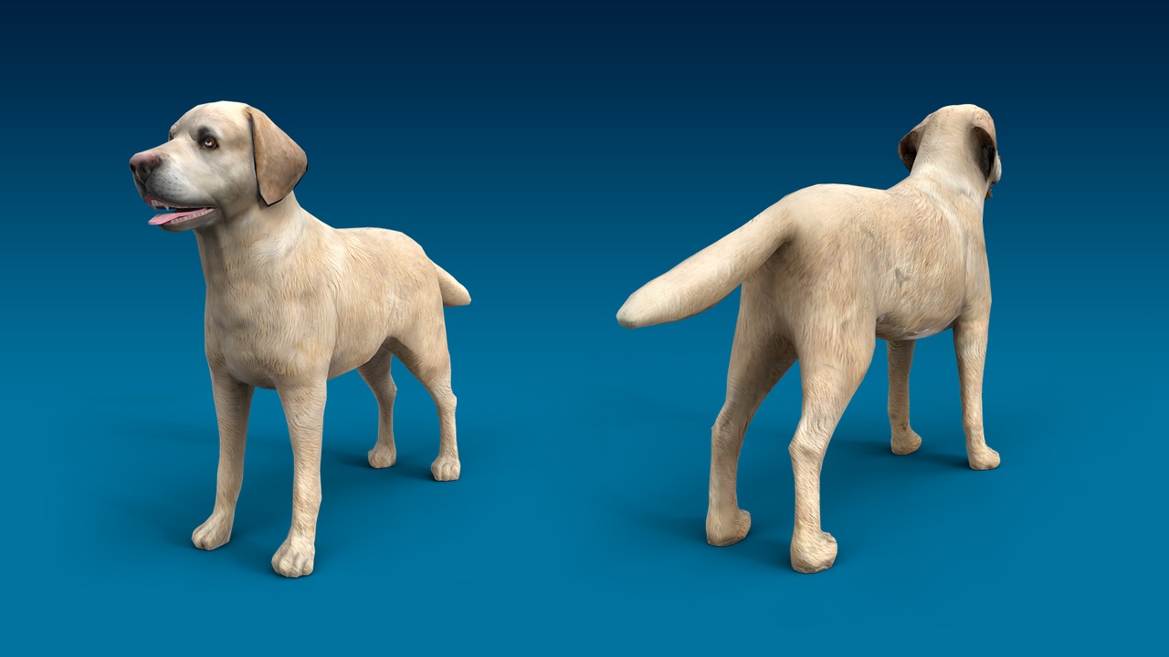 Media 1 for listing Labrador Retriever 3D Dog Model