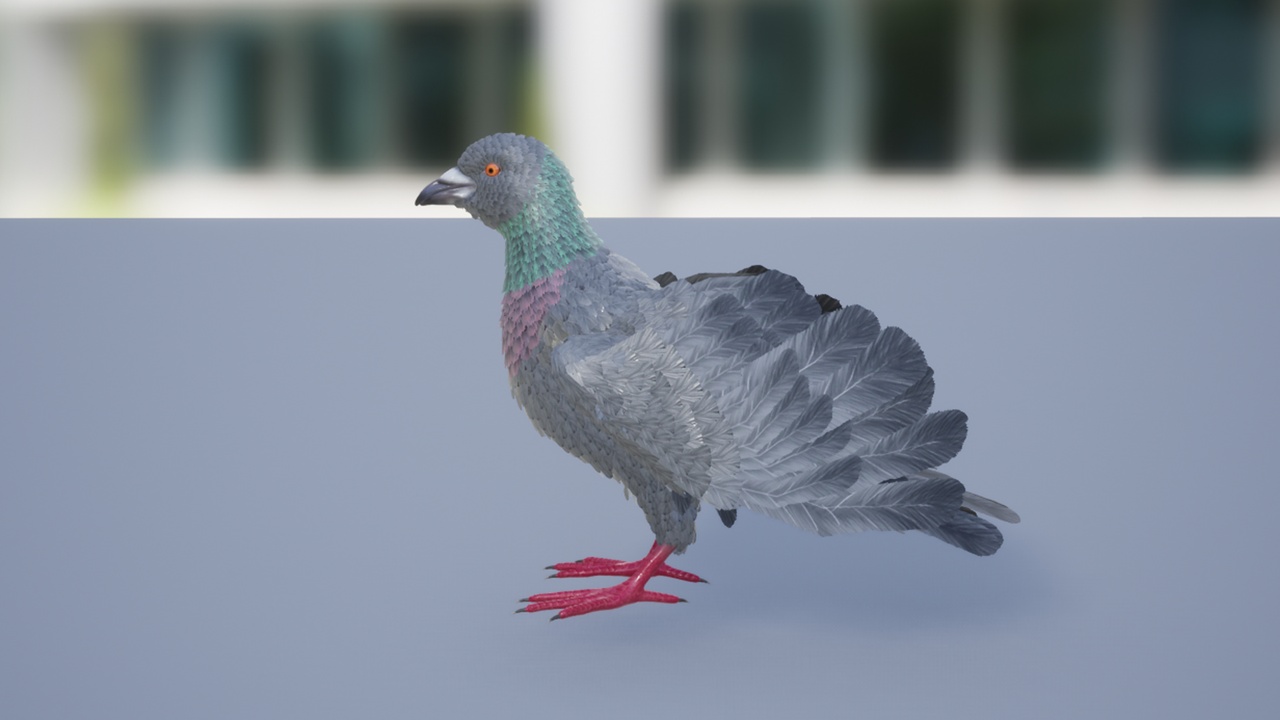Media 1 for listing Pigeon Feathered
