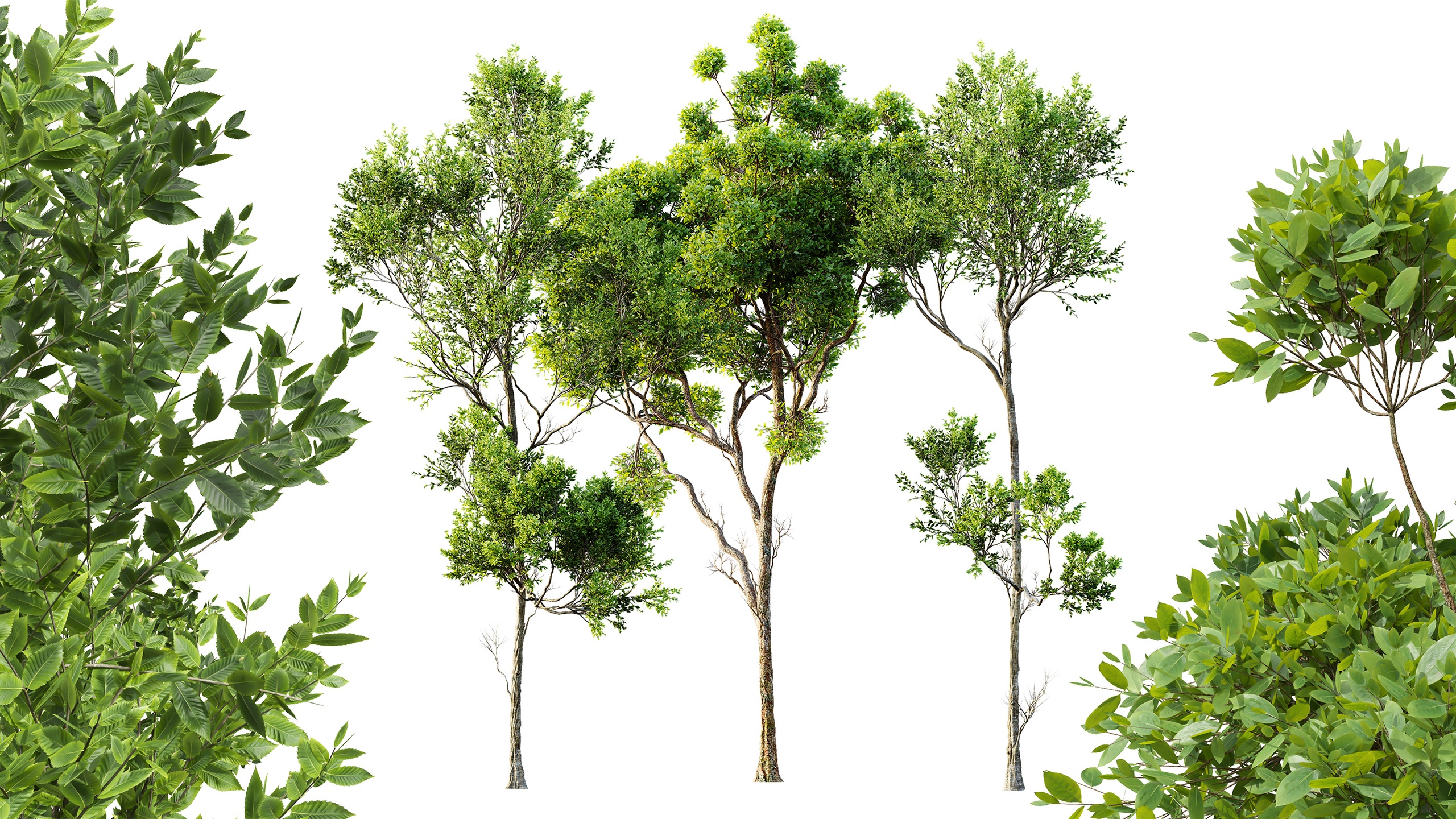 Media 1 for listing AV Cinnamomum Camphora and Fagus Grandifolia
