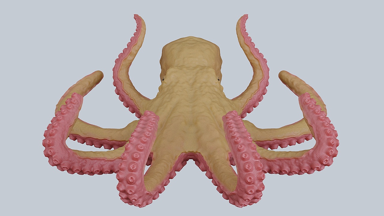 Media 1 for listing Octopus