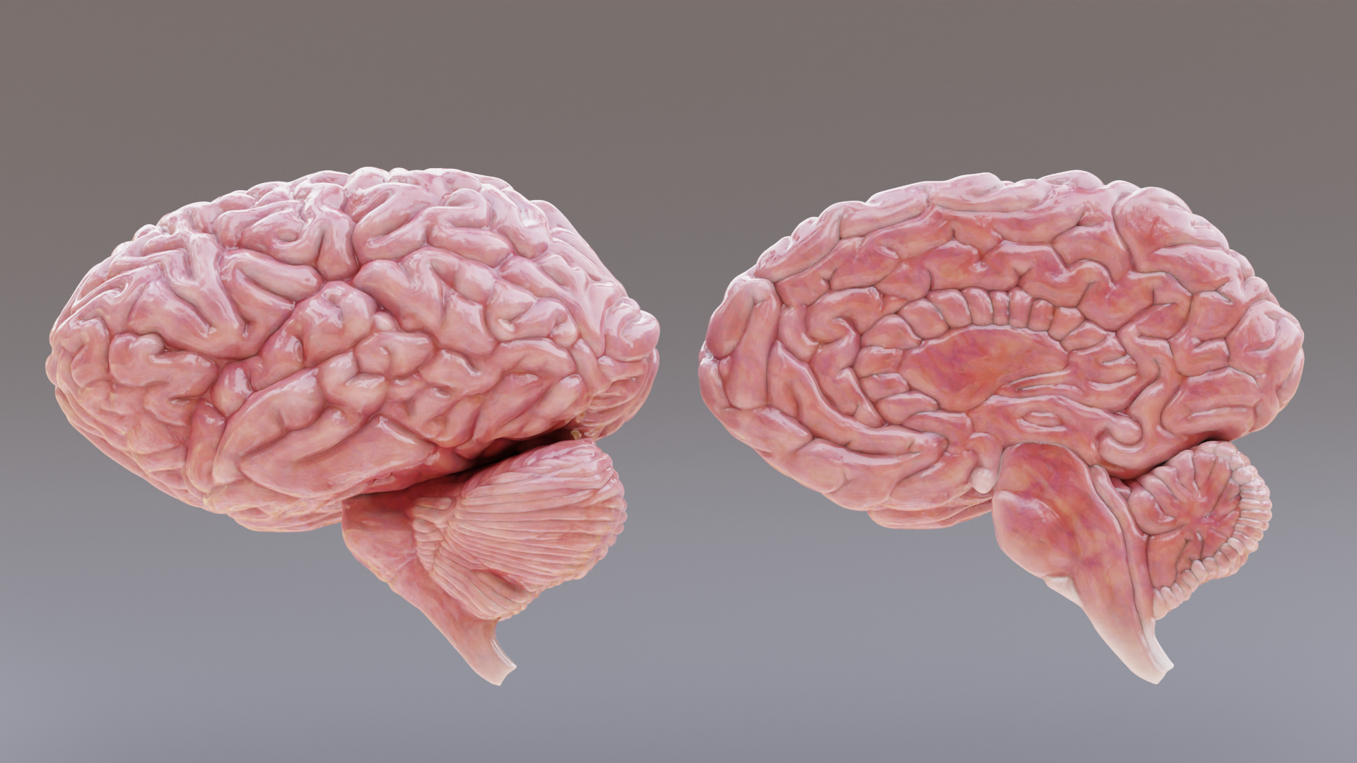 2 Brain Set with Section - Realistic Human Anatomy | Fab