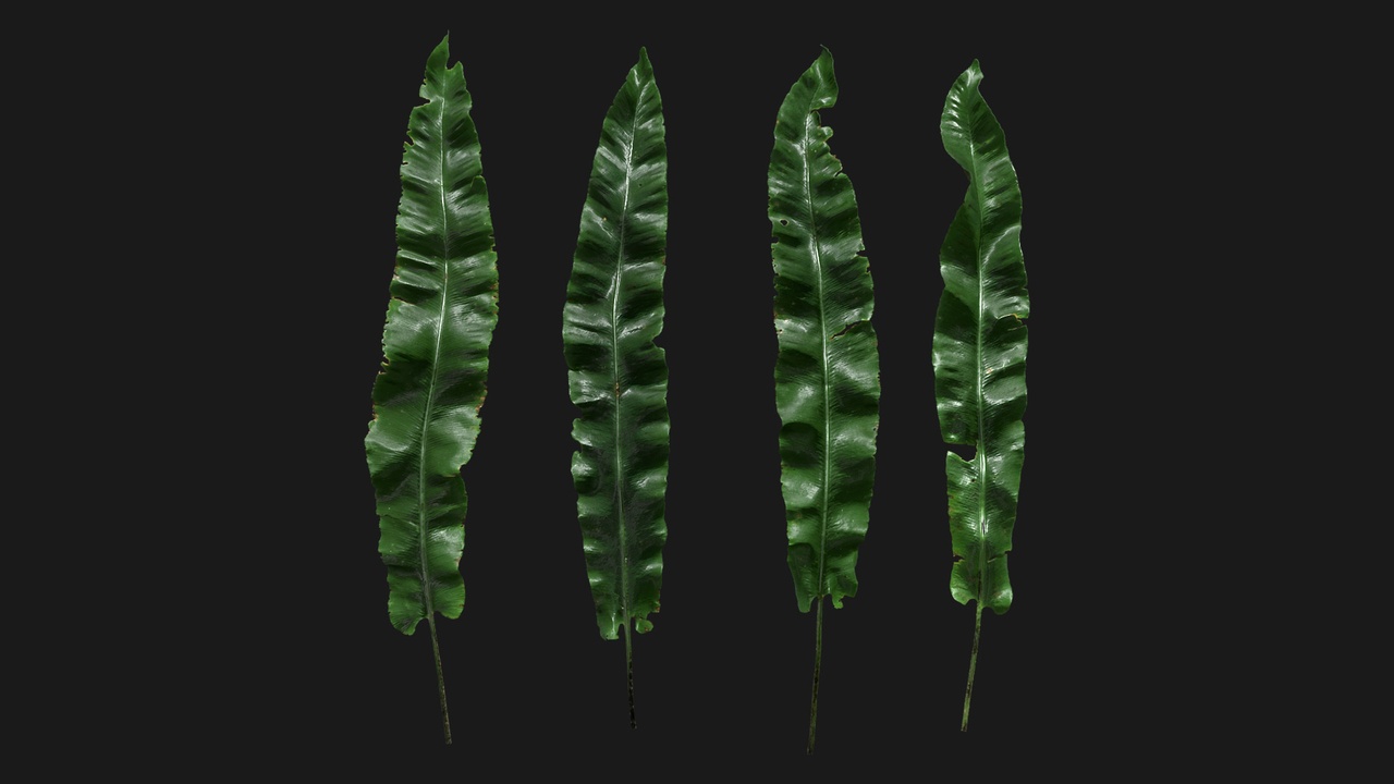 Media 1 for listing Bird's Nest Fern (Wy8Uwv)