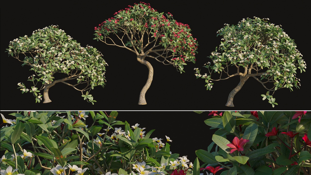 Media 1 for listing Plumeria rubra -Frangipani Tree-02
