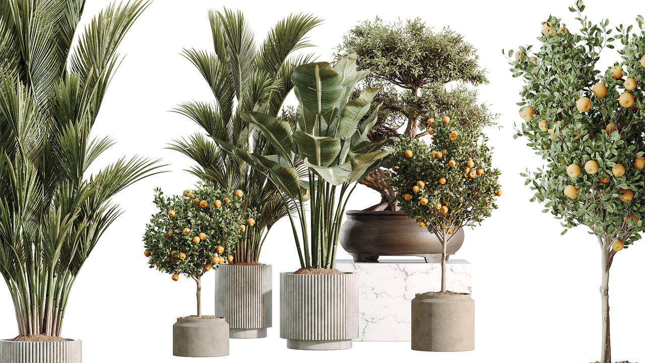 Media 1 for listing AV Indoor Plants Set 608 Orange Bird Of Paradise Palm Olive