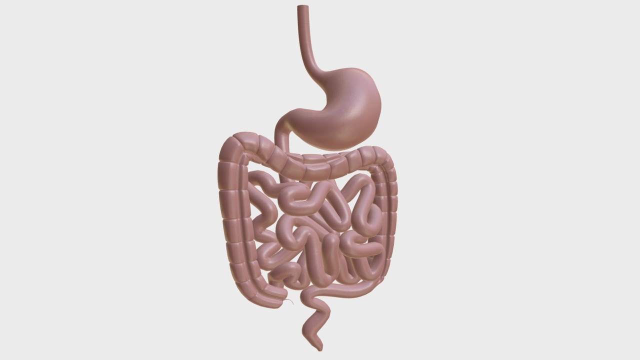 Media 1 for listing Anatomy - Human Gastrointestinal Tract