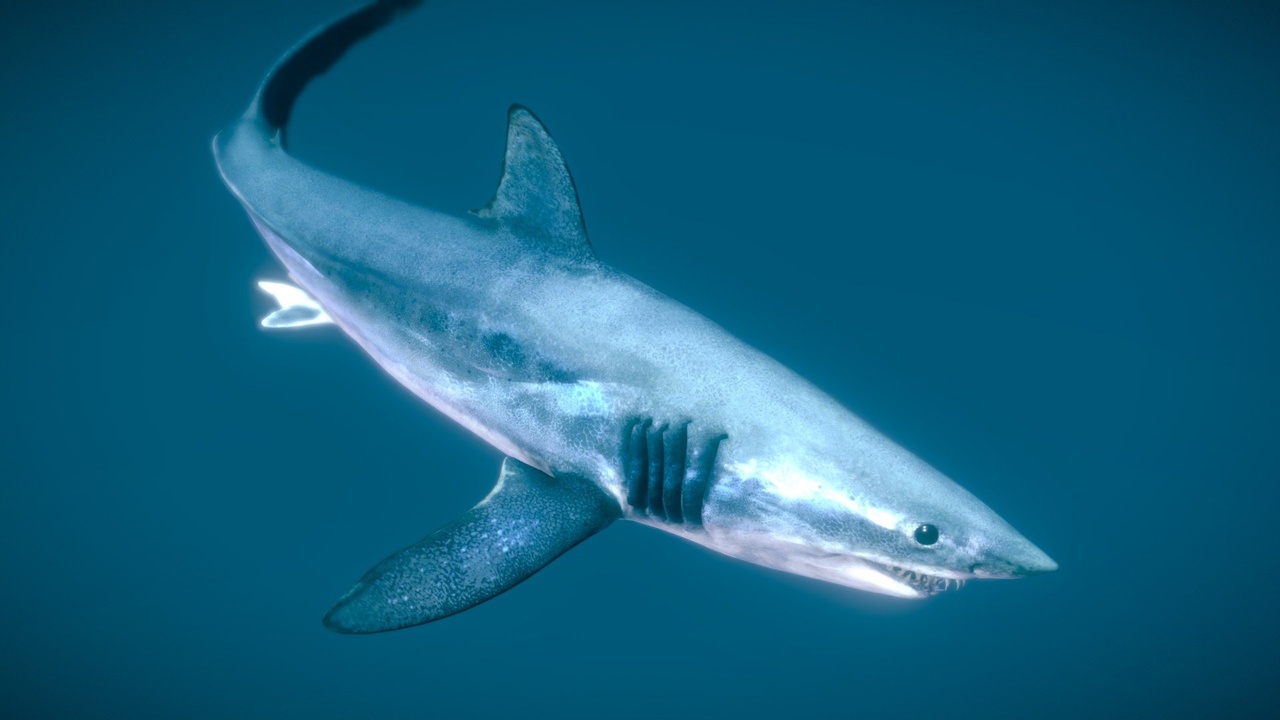 Media 1 for listing Shortfin Mako Shark ♂