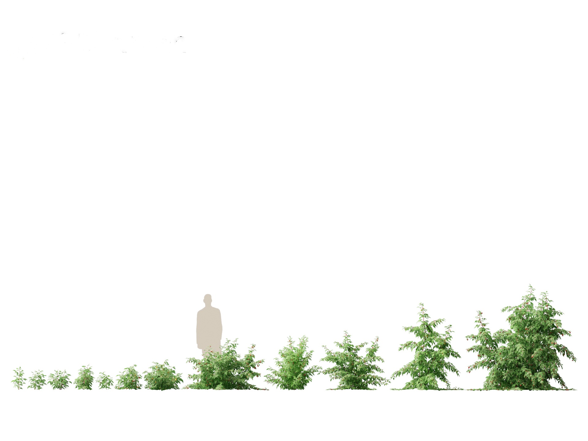 出品Rubus idaeus - Red raspberryのメディア1