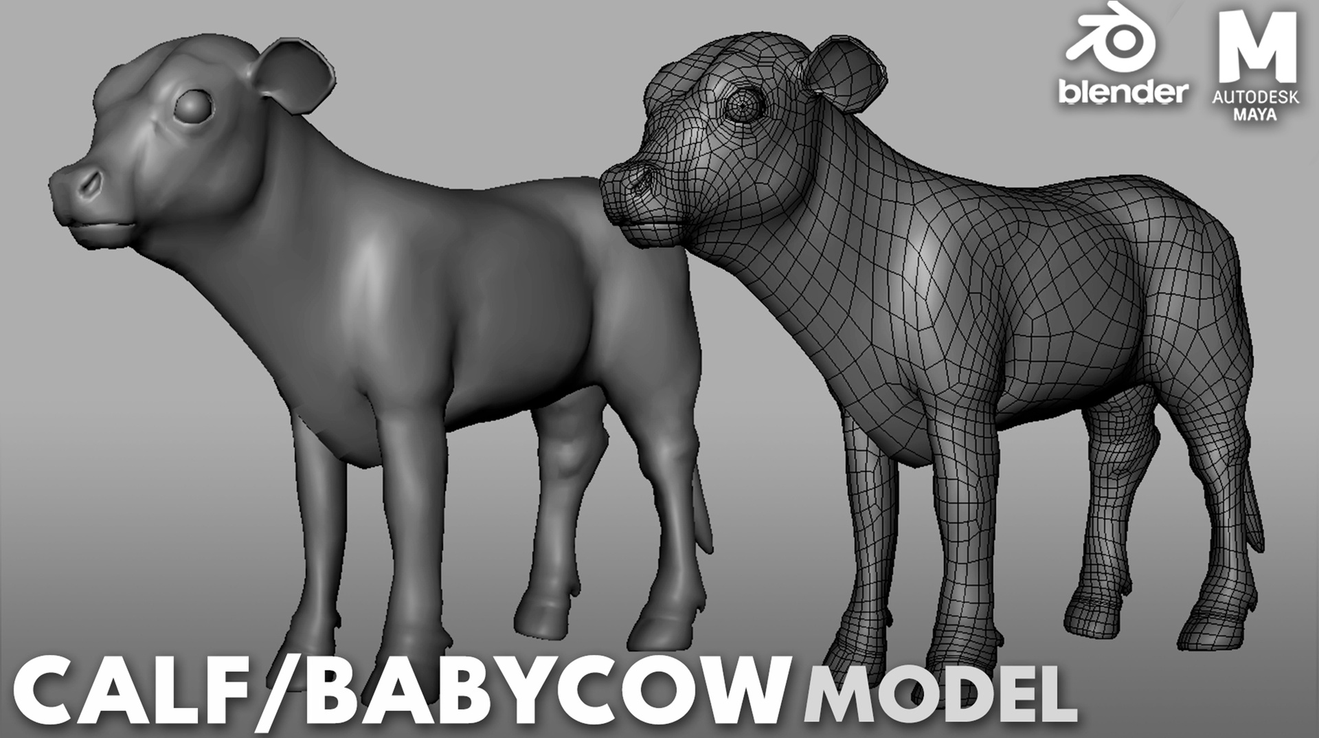Media 1 for listing Calf / Baby Cow - Topology + UV Map