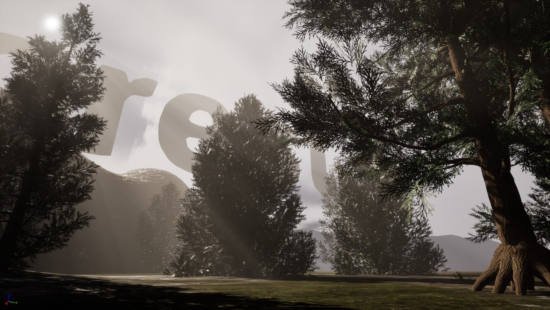 Media 1 for listing Trees: Ceder Tree Forest