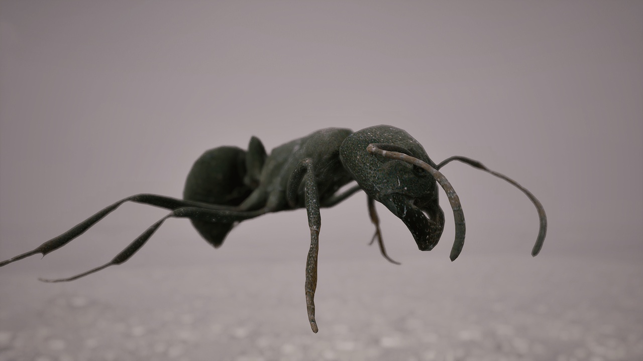 Media 1 for listing Ants