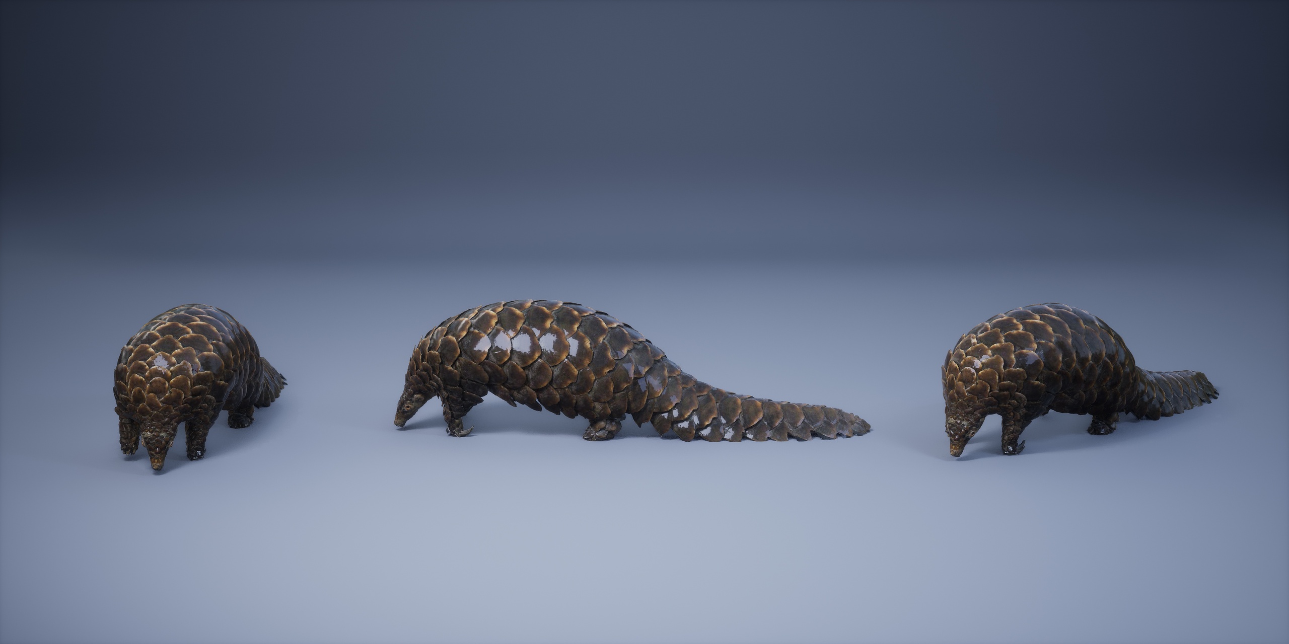 Media 1 for listing Pangolin