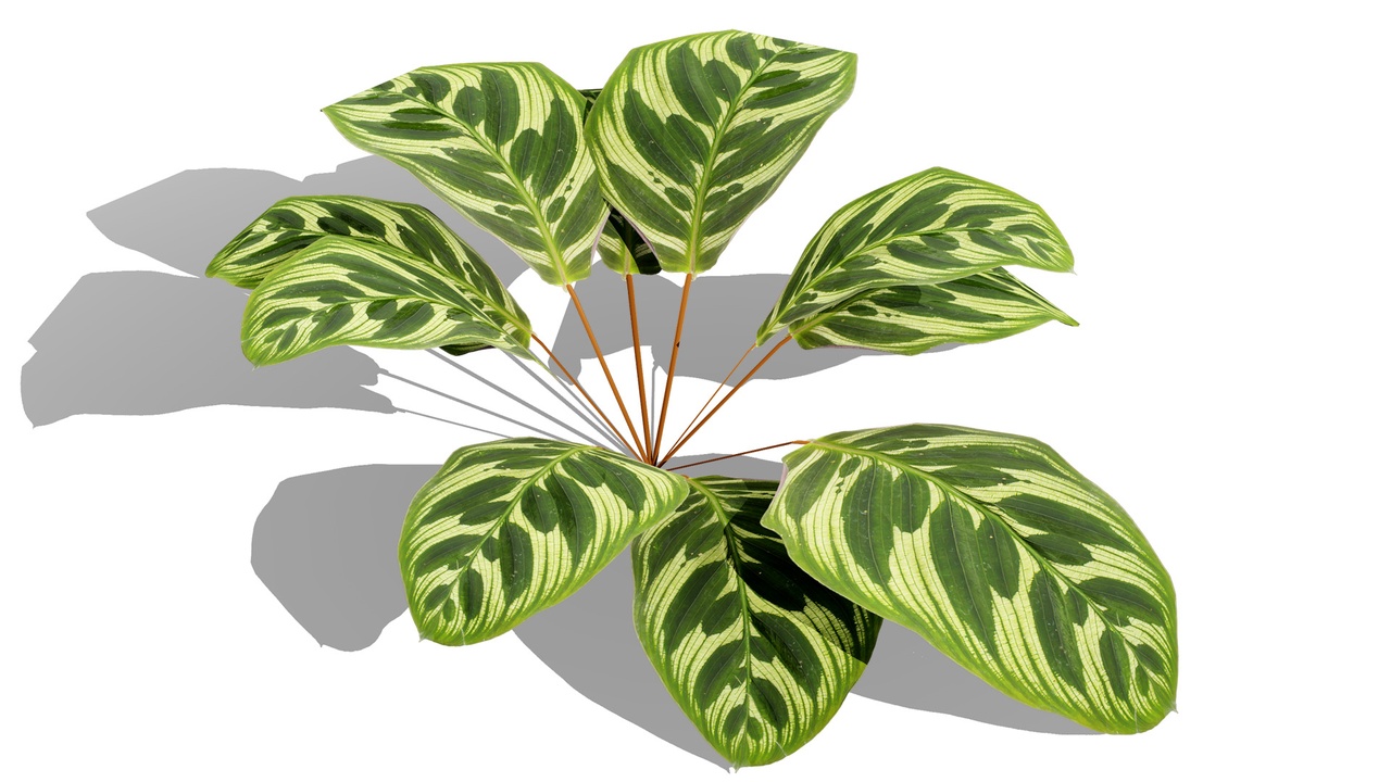 Media 1 for listing Game-Ready Tropical Plants & Foliage Collection