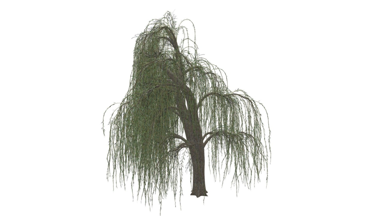 Media 1 for listing Weeping Willow Tree #09