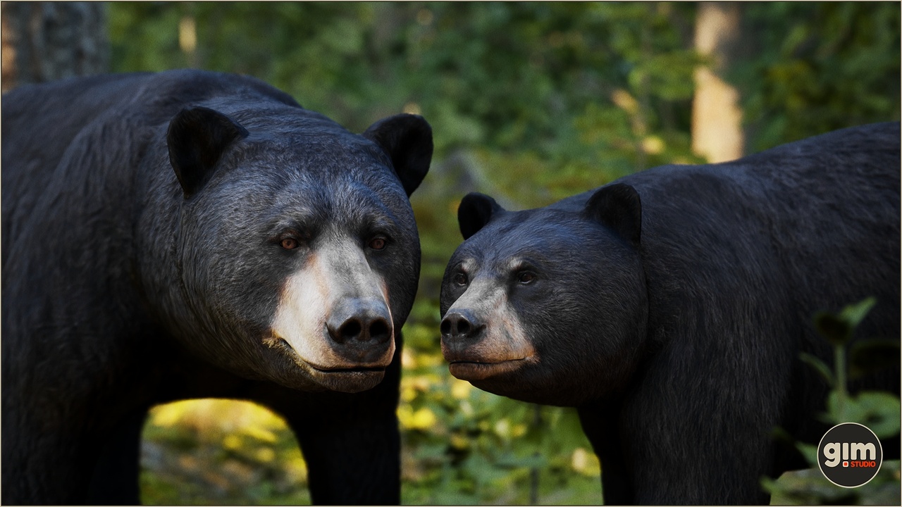 Media 1 for listing Animalia - Black Bear (pack)