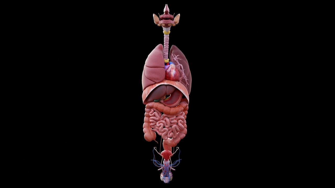 Media 1 for listing Human Organs System