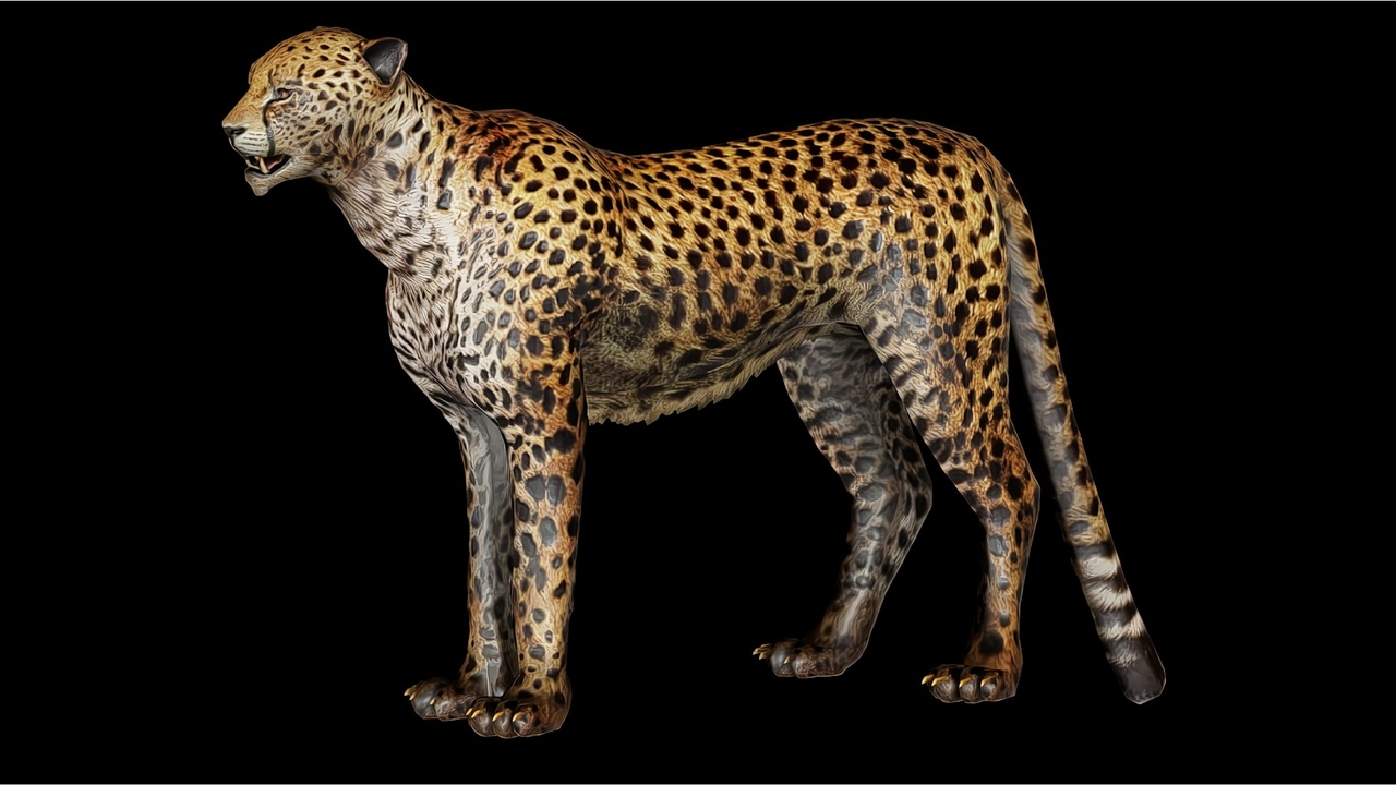 File multimediali per l'articolo Cheetah | Wild Animal: 1