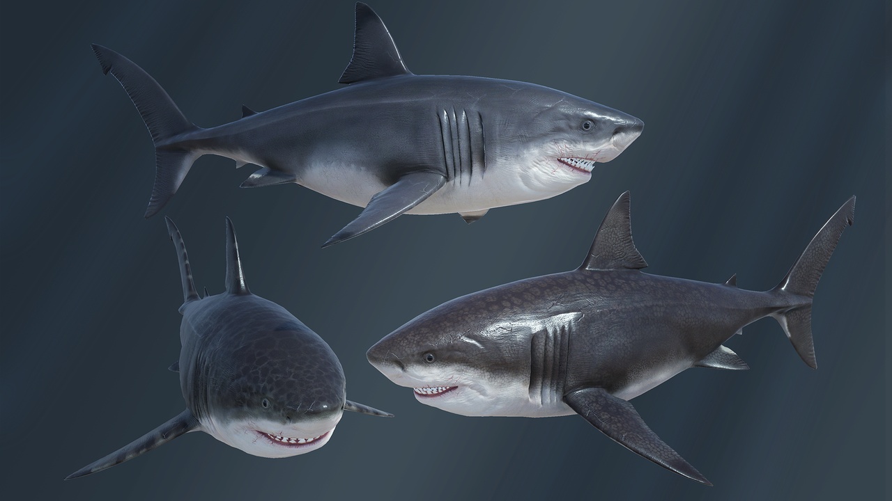 Media 1 for listing Megalodon (Carcharocles megalodon)