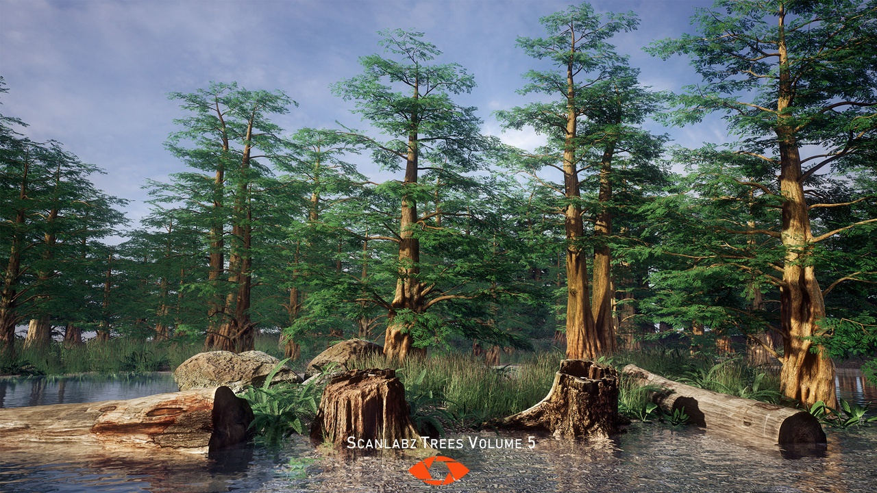 Media 1 for listing Scanlabz Trees _ DawnRedwood Tree