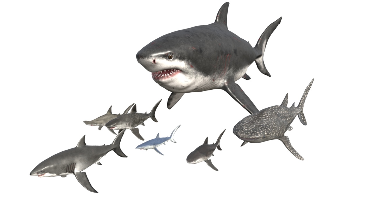 Media 1 for listing Shark Pack