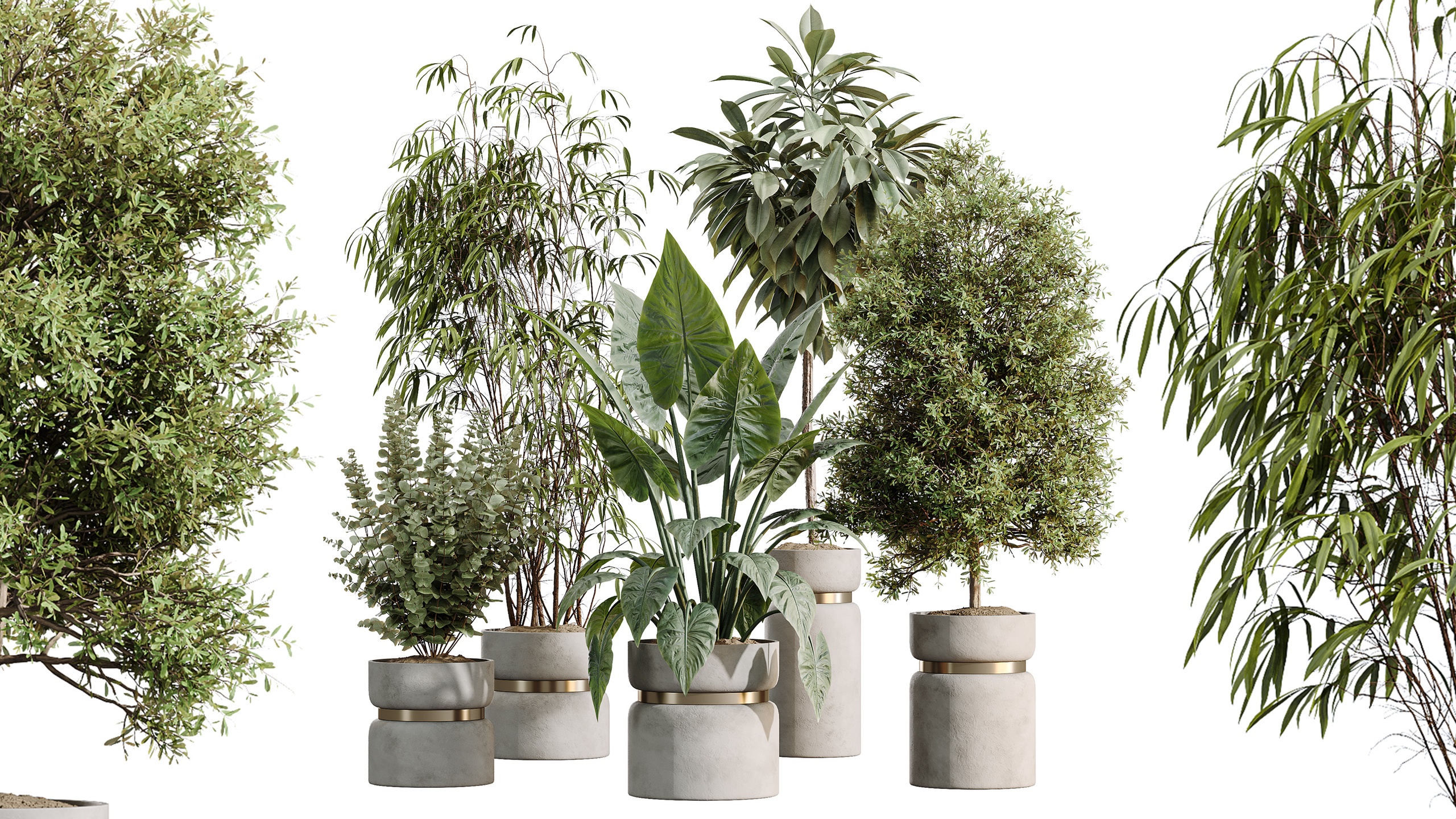 Media 1 for listing AV Indoor Plants Set 505 Alocasia Elefantenohr Eucalyptus Bouquet Olive Ficus
