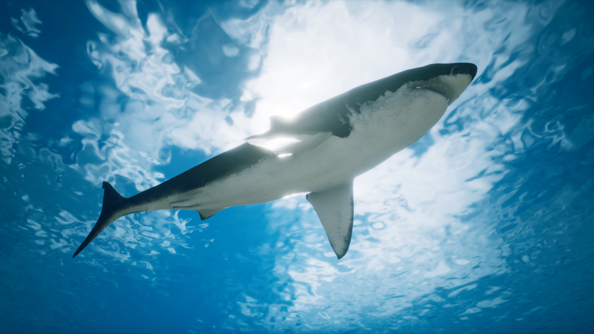 Great White Shark | Fab