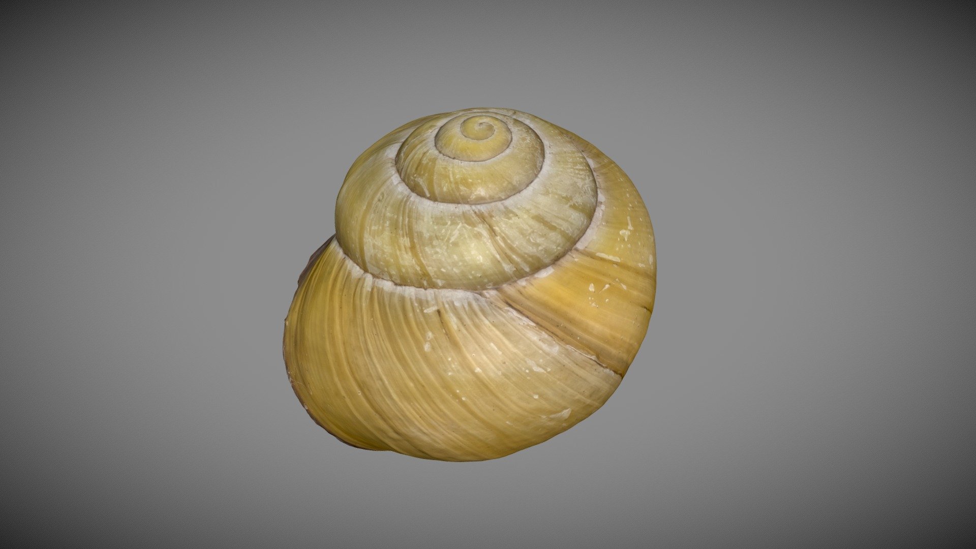 Grove Snail | Fab