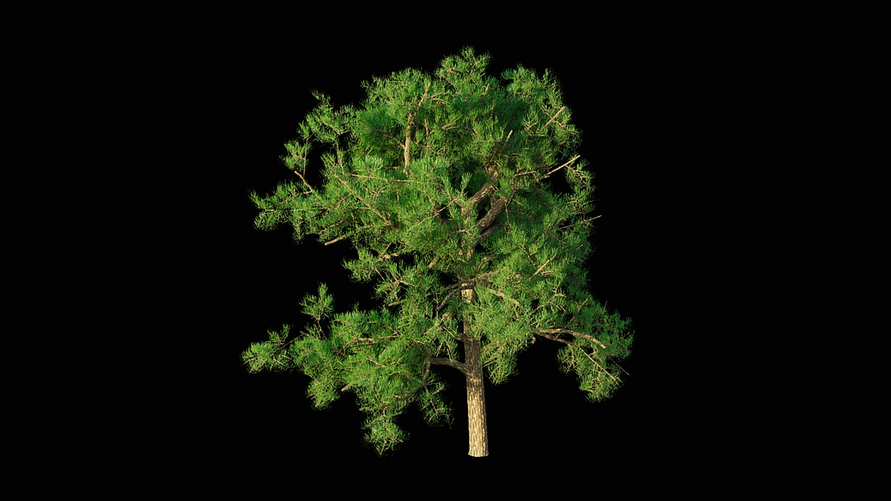 Media 1 for listing Pinus Sylverstrist (Scotts Pine)
