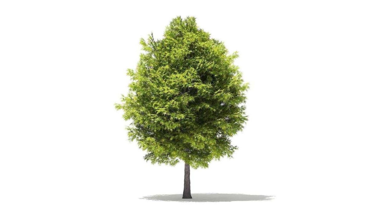 Media 1 for listing Japanese Maple 6m – Detailed Tree 3D Model