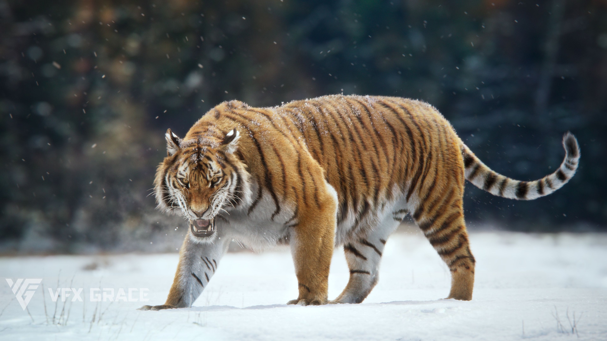Media 1 for listing Realistic Animated Siberian Tiger 3D Model for Blender | VFX Grace