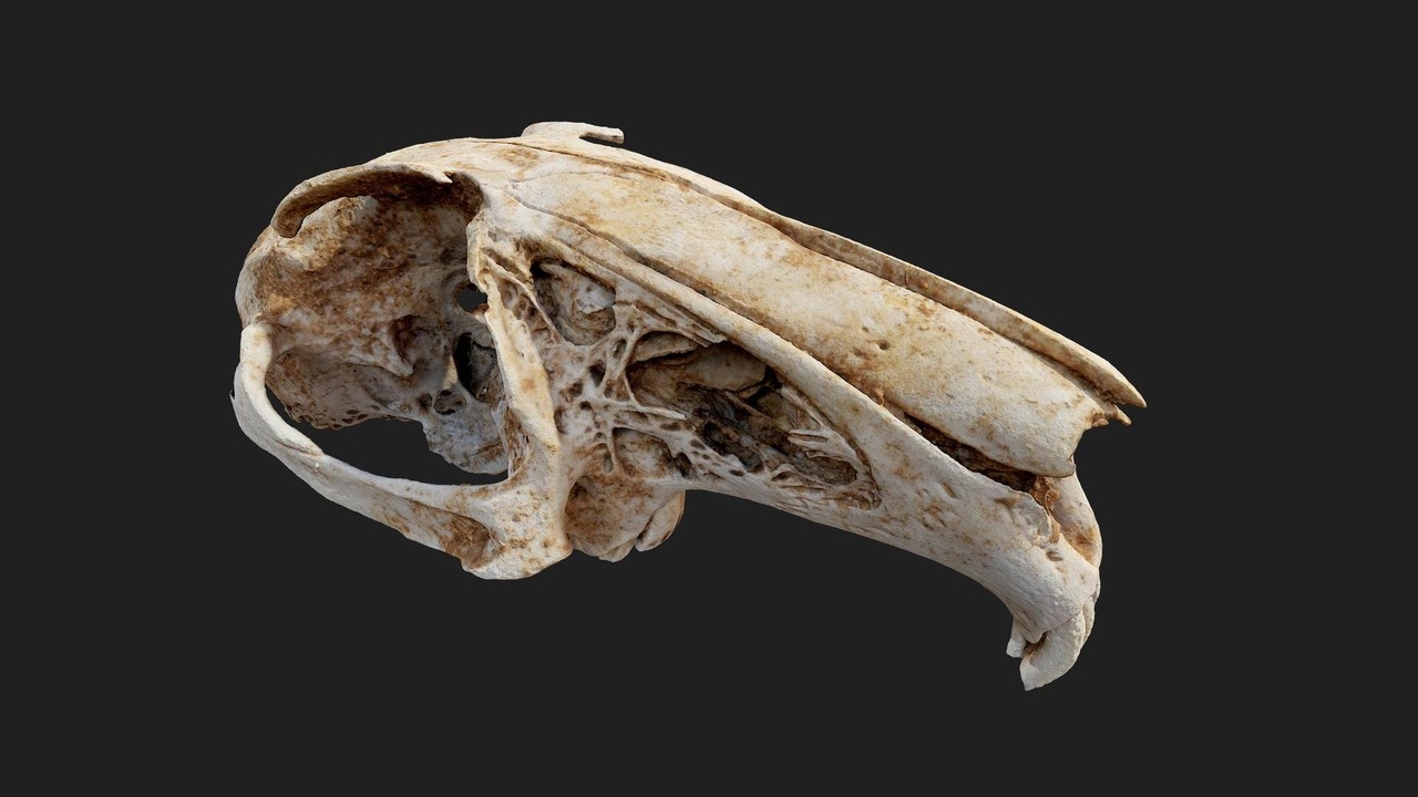 Media 1 for listing Shrubland Australian Skull Animal Bone Small