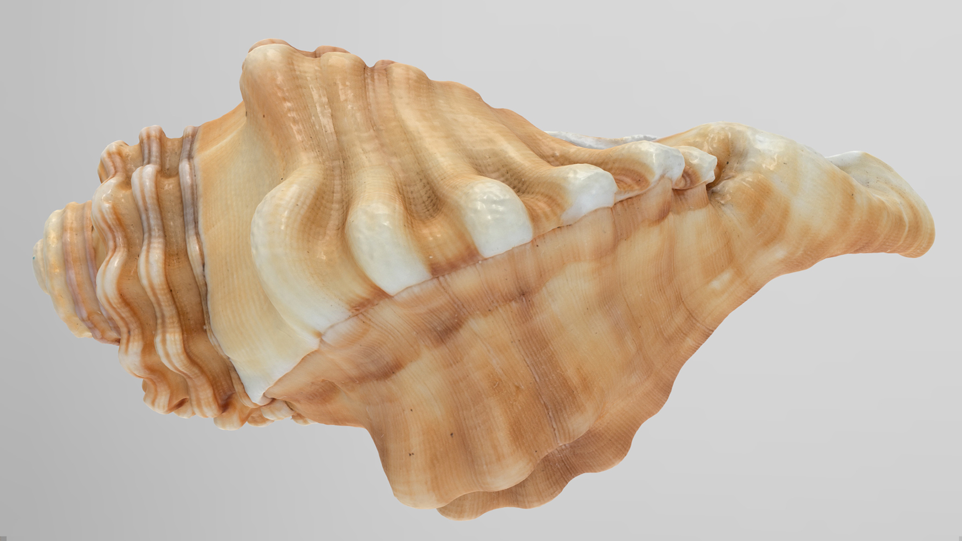 Sea Shell | Fab