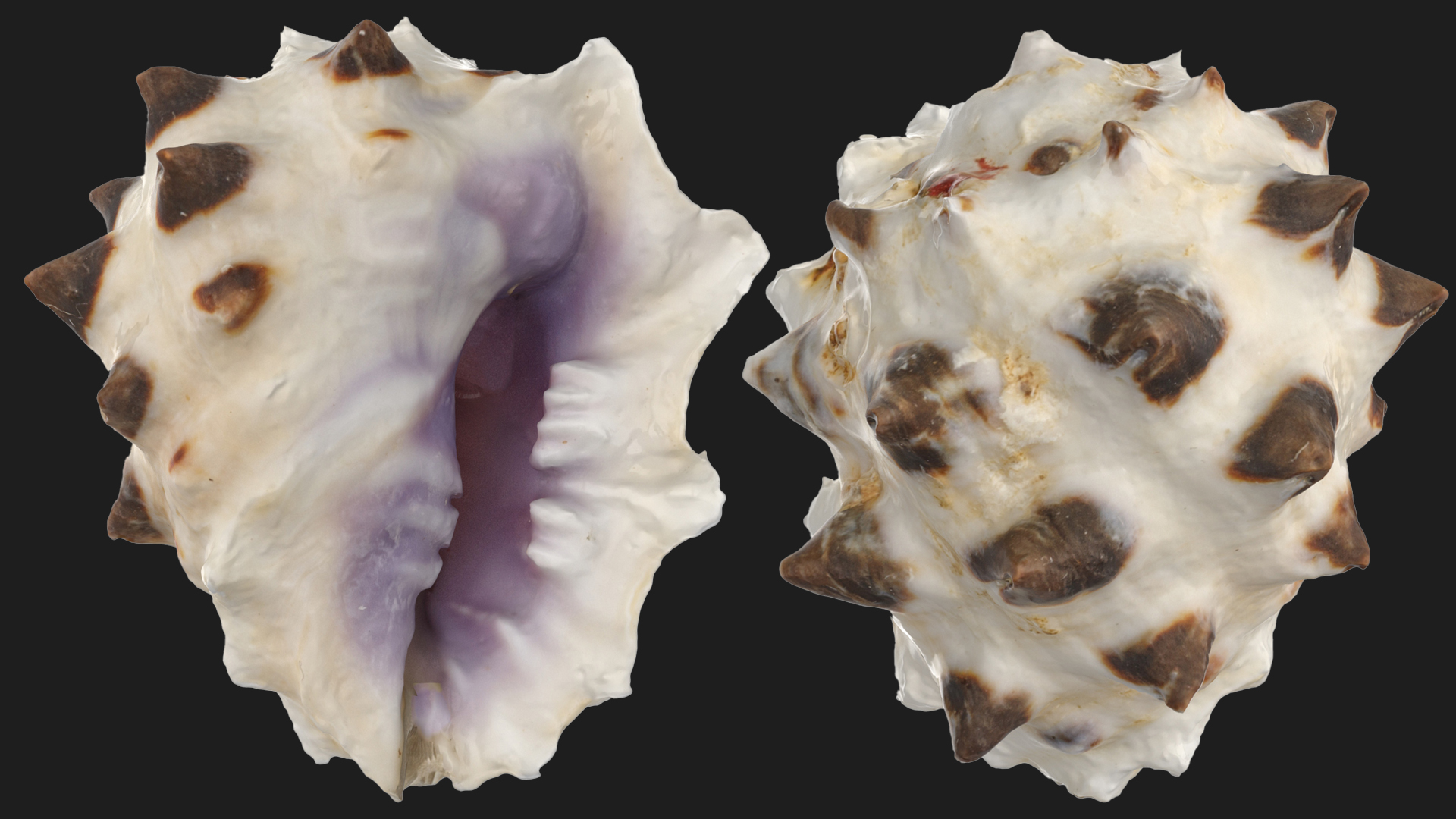 Drupa Morum Sea Shell | Fab