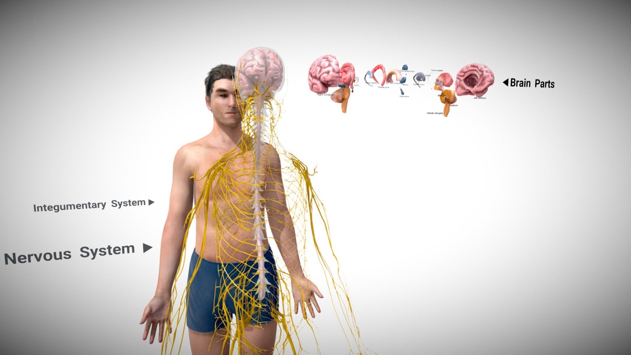 Media 1 for listing Nervous system