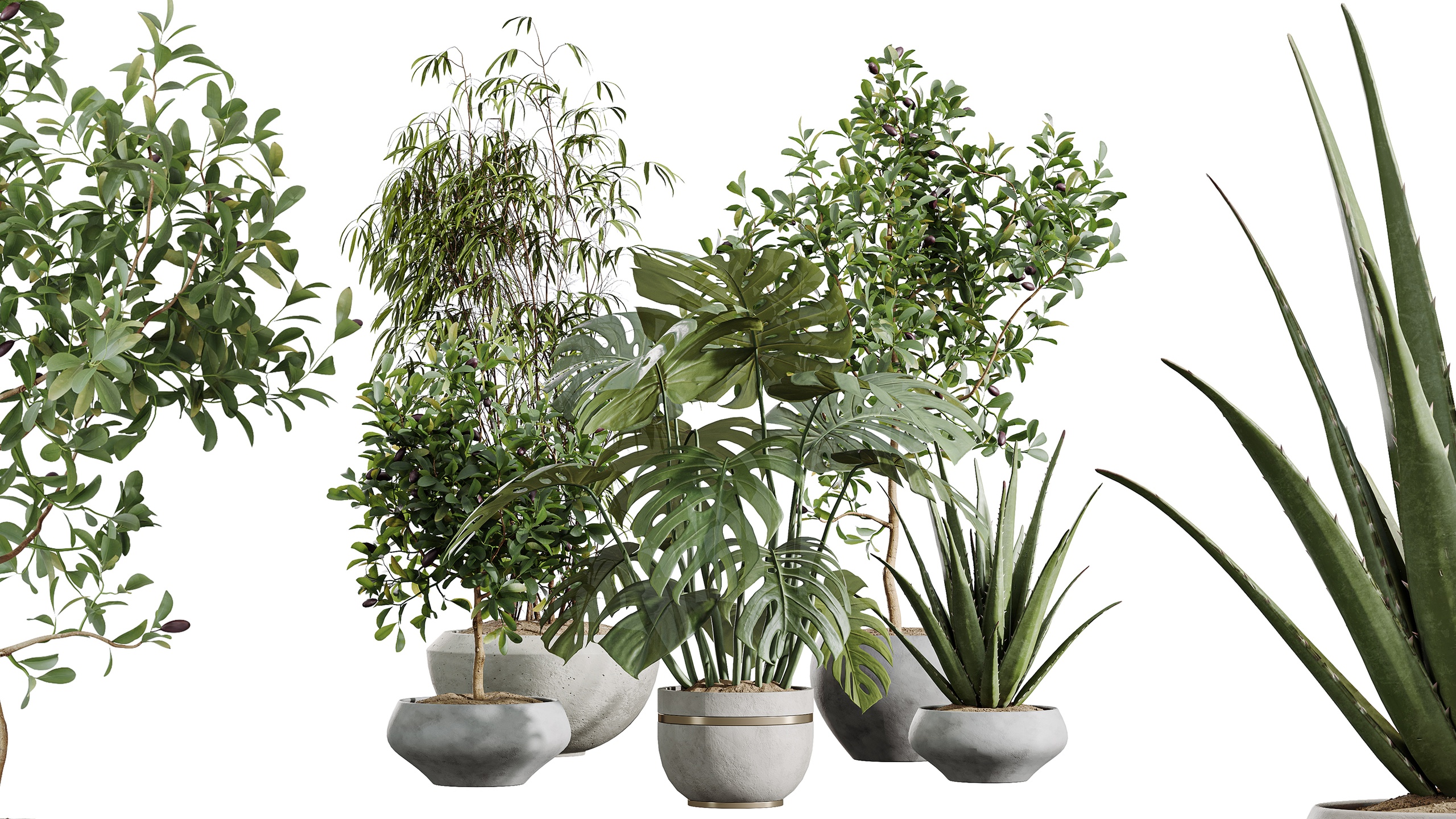 Media 1 for listing AV Indoor Plants Set 453 Briful Pachira Aloe Vera Ficus Dracaena Marginata