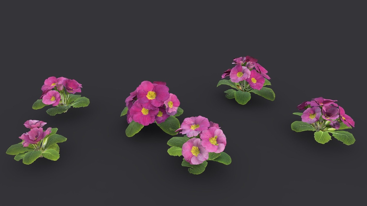 Media 1 for listing Group Of Pink Primula Flower Plants
