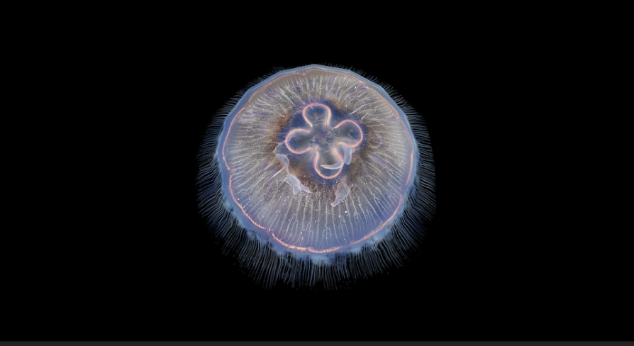 moon jelly ジャーフル　3mm Jellyfish Moon | Fab