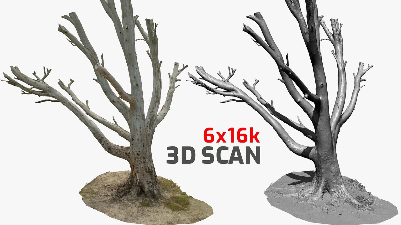 Media 1 for listing Giant Eucalyptus Tree 3D Scan 6x16k/10x4k Textures Ultra HQ mesh OBJ FBX Blend